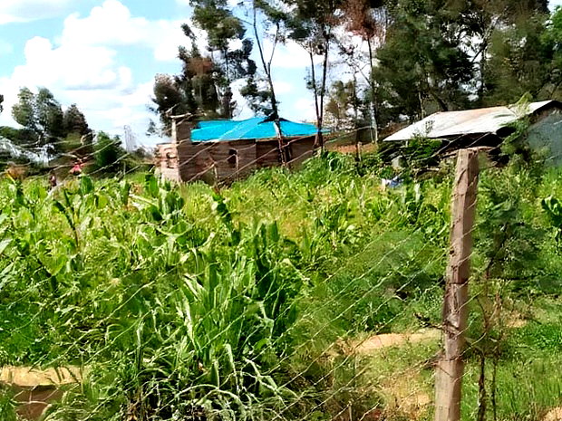Very Prime Plots in Kasuku