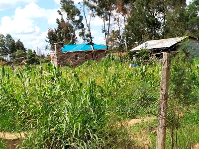 Very Prime Plots in Kasuku - Image 7