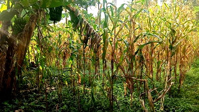 3bdrm House in Ikonyero, Sheywe for sale - Image 7