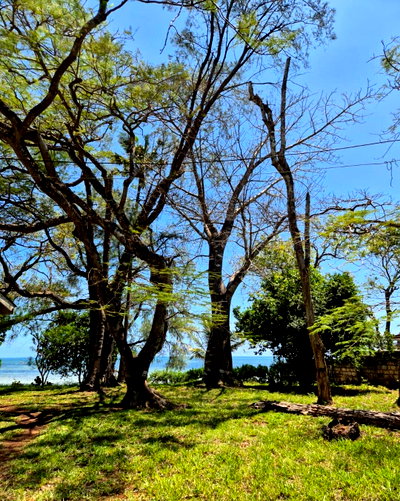 KSh 150M Beachfront Land with Garden