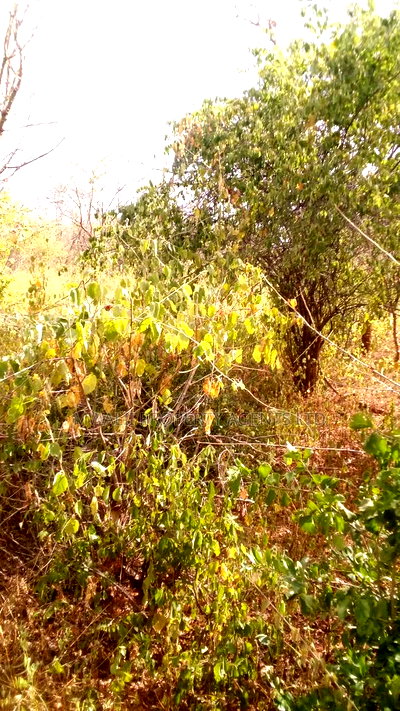 2 Acres Land, Matinyani - Image 2
