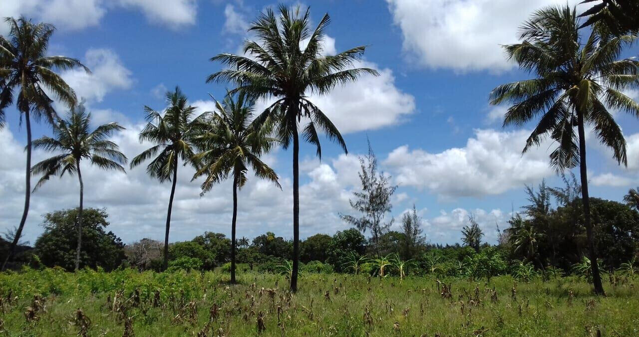 19-Acre Land with Mature Fruit Trees - Malindi