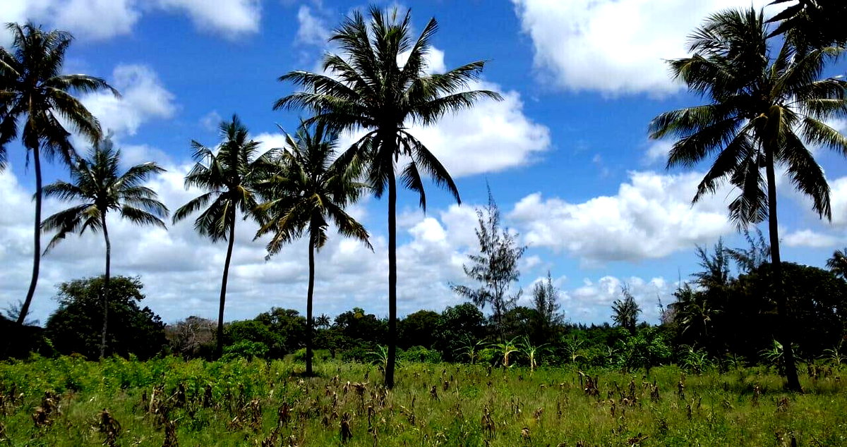 19-Acre Land with Mature Fruit Trees - Malindi