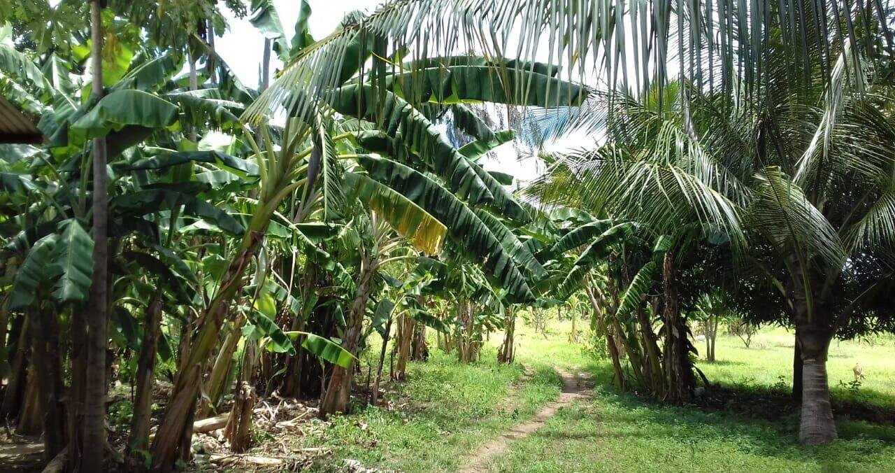 19-Acre Land with Mature Fruit Trees - Malindi