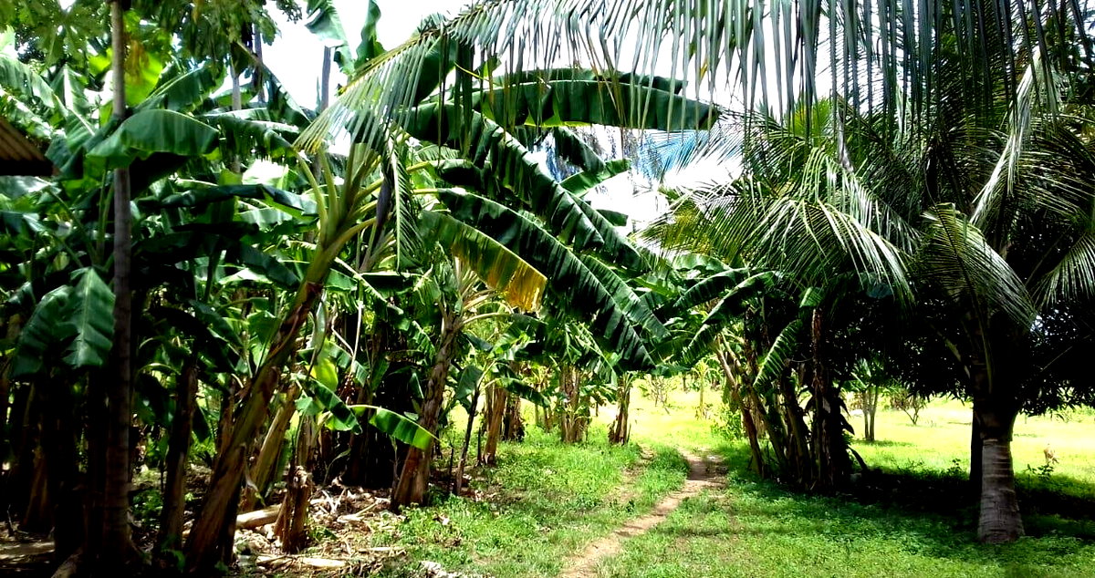 19-Acre Land with Mature Fruit Trees - Malindi