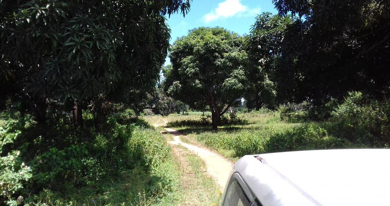 19-Acre Land with Mature Fruit Trees - Malindi
