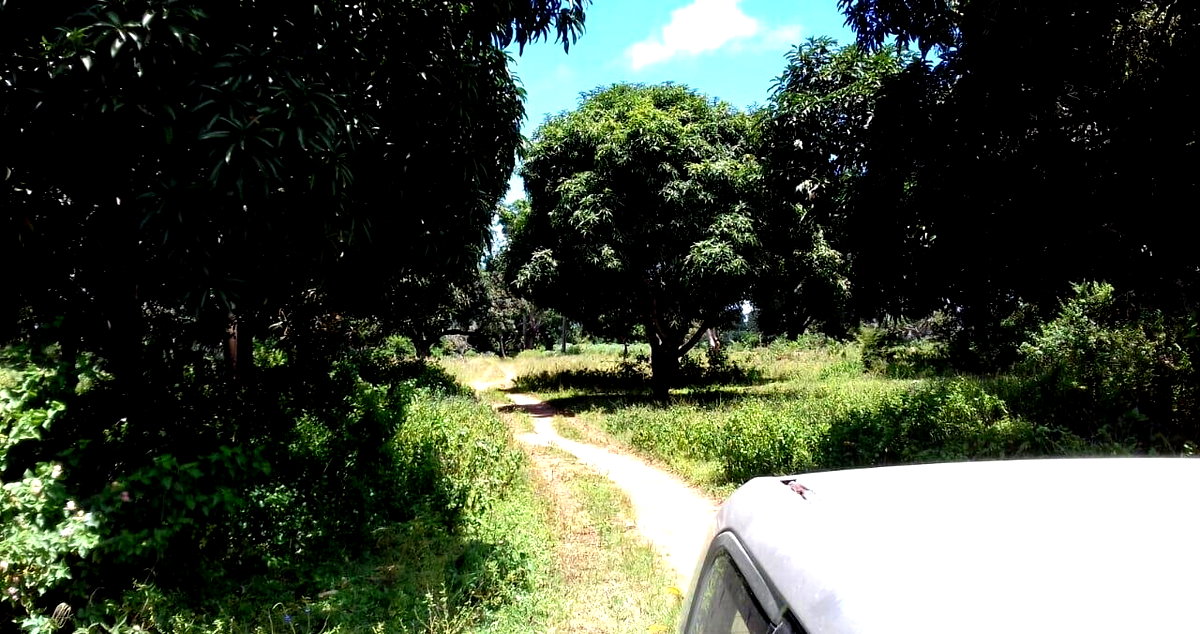 19-Acre Land with Mature Fruit Trees - Malindi