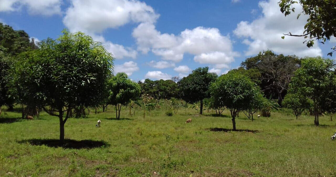 19-Acre Land with Mature Fruit Trees - Malindi