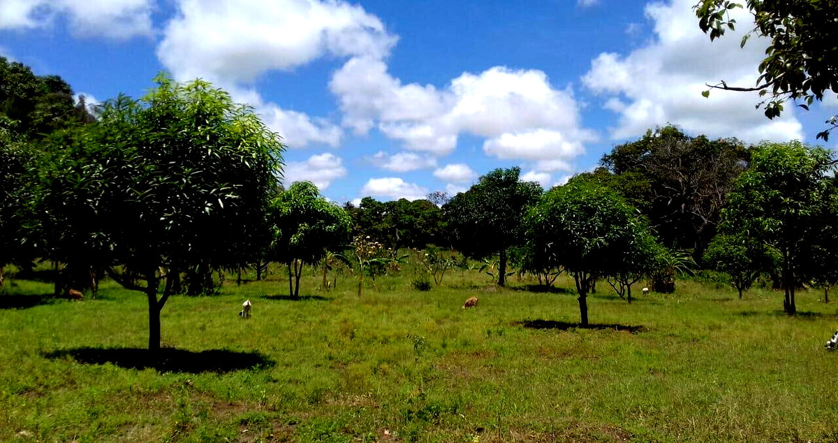 19-Acre Land with Mature Fruit Trees - Malindi