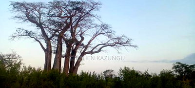 3.5 Acres Beach Plot on Sale in Galu Kinondo Beach - Image 6