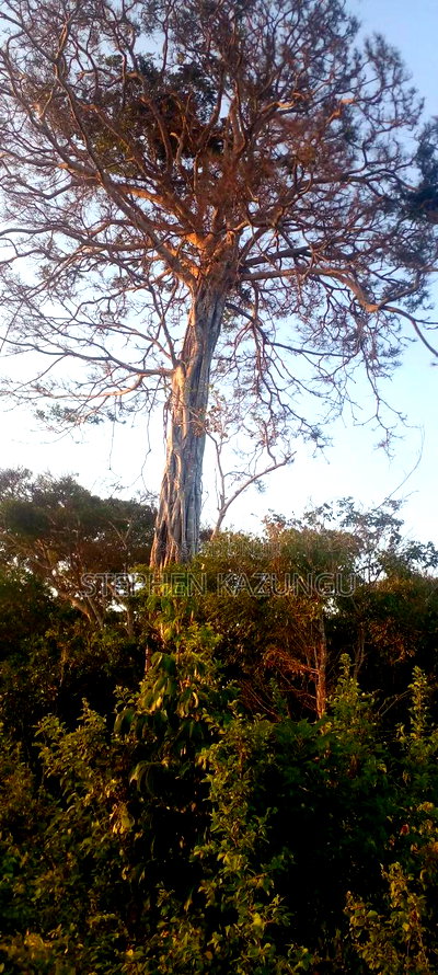 3.5 Acres Beach Plot on Sale in Galu Kinondo Beach - Image 3