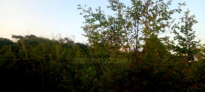 3.5 Acres Beach Plot on Sale in Galu Kinondo Beach - Image 9