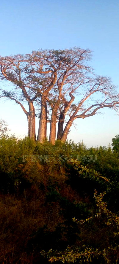 3.5 Acres Beach Plot on Sale in Galu Kinondo Beach - Image 2