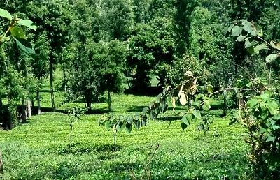 0.566 Acre Kilimani Denis Prit Rd - Image 2