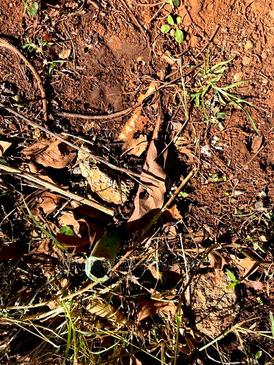 Residential Plot for Sale in Muguga, Kanduma. - Image 5