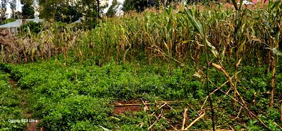 Plot For Sale In Racecours, Eldoret City - Image 6