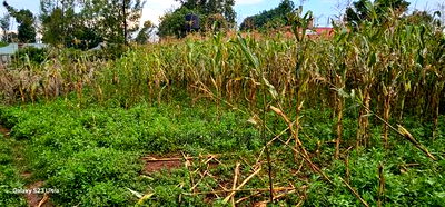 Plot For Sale In Racecours, Eldoret City - Image 4