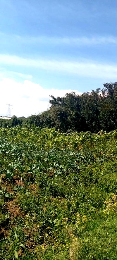 Land on Sale at Kinungi Naivasha - Image 5