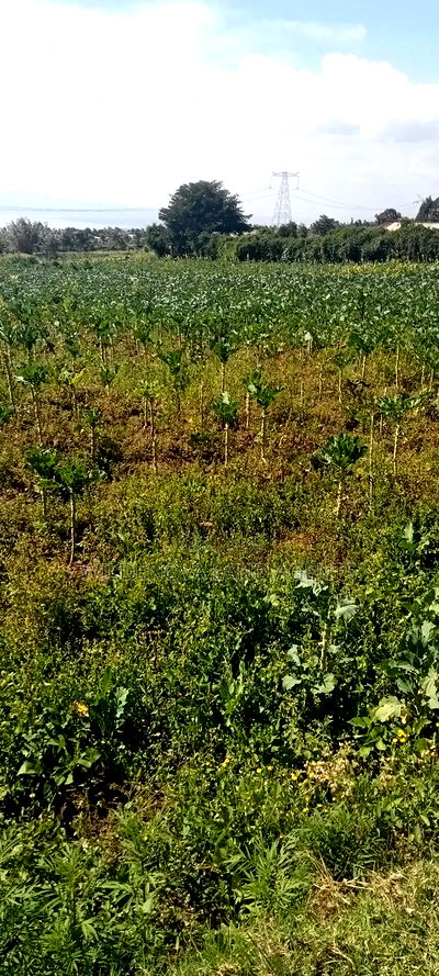 Land on Sale at Kinungi Naivasha - Image 2