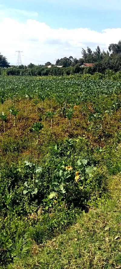Land on Sale at Kinungi Naivasha - Image 1