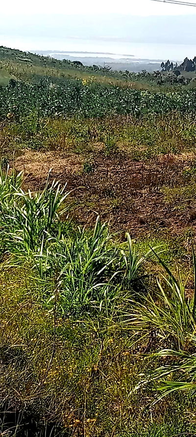 Land on Sale at Kinungi Naivasha - Image 4