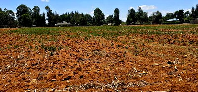 5 Acres for Sale in Kapseret Lobo Bypass in Eldoret - Image 4