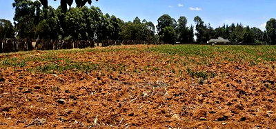 5 Acres for Sale in Kapseret Lobo Bypass in Eldoret - Image 11