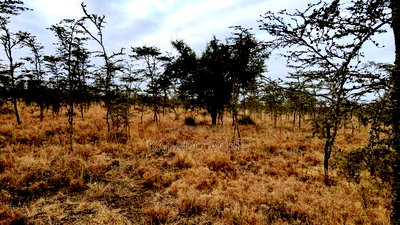 10 Acres Touching Imaroro Konza Road at 850,000ksh Per Acre - Image 5