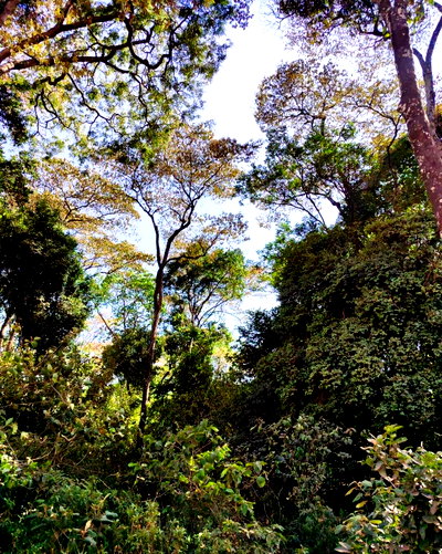 2.3-Acre Karen Land with Garden