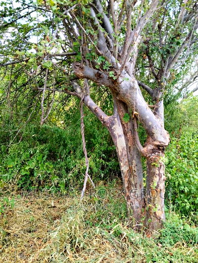 3080acres For Sale - Image 3