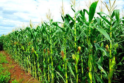 Prime Fertile Land - Image 3