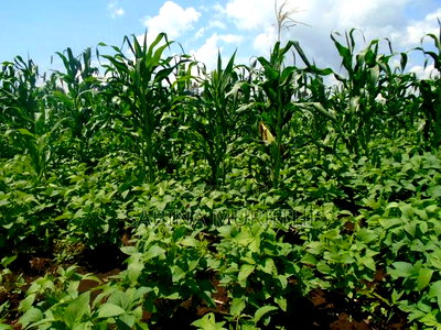 Prime Fertile Land - Image 1