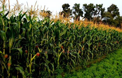 Prime Fertile Land - Image 2