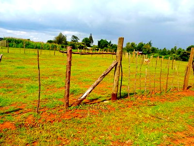 1/4 and 1/8acre Plot for Sale in Mwiruti Yamumbi Near Kipken - Image 3
