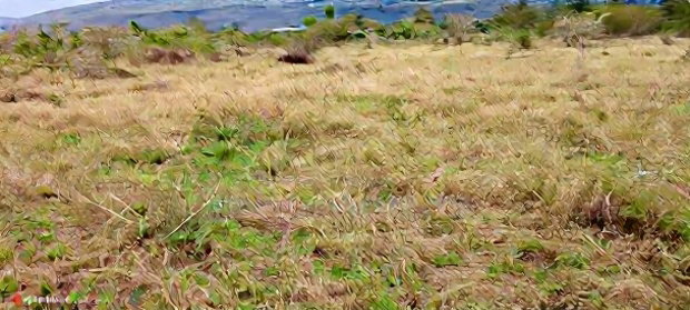 50*100 Plot in Heshima Scode Area 700m From Tarmac