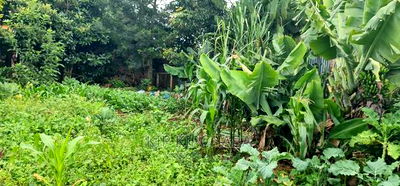 1bdrm House in Annex, Racecourse for sale - Image 11