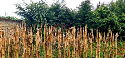 1bdrm House in Annex, Racecourse for sale - Image 12