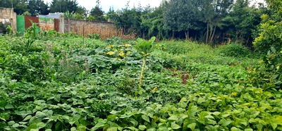 1bdrm House in Annex, Racecourse for sale - Image 7