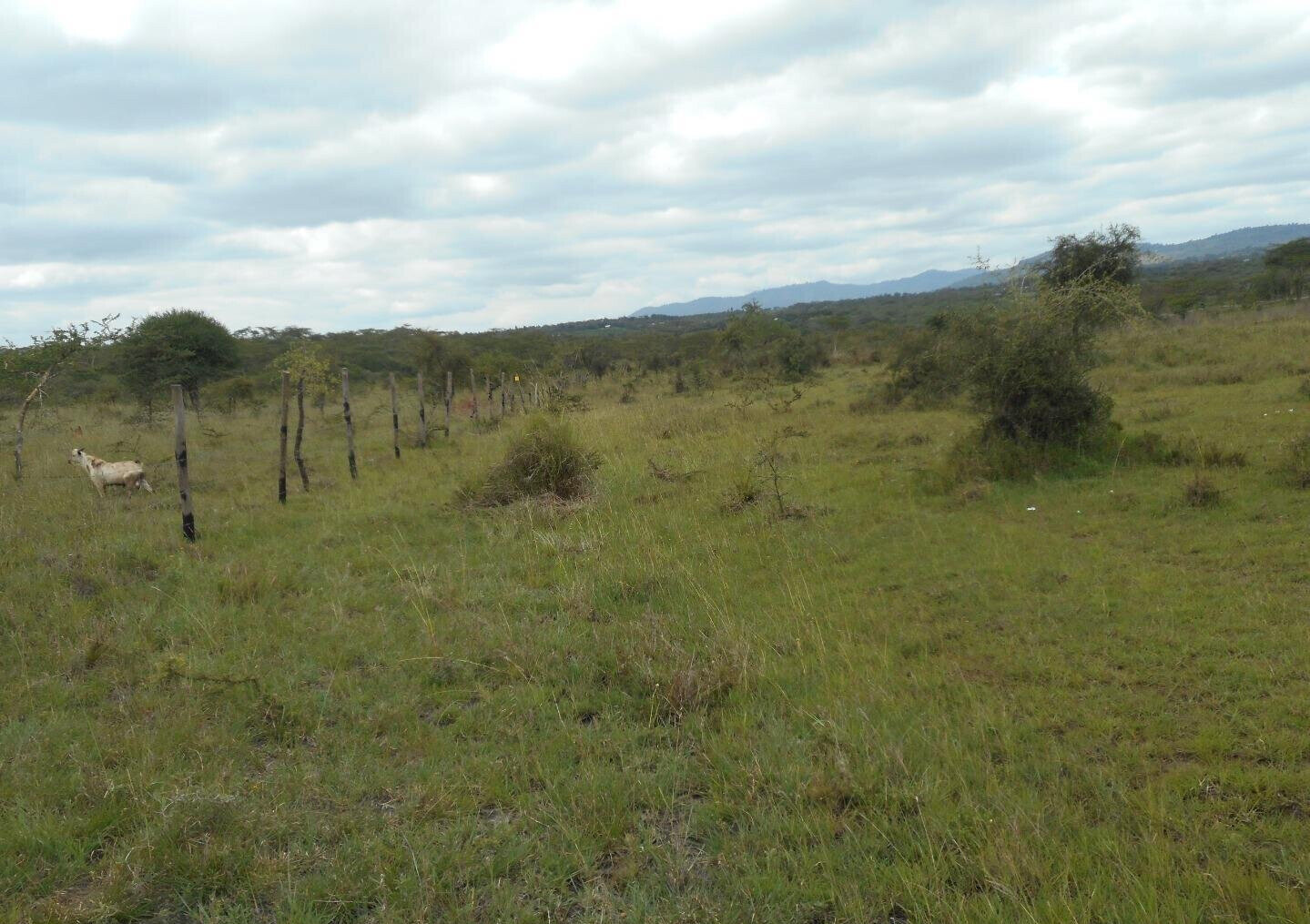 5-Acre Garden Land with Parking - KSh 12.5M