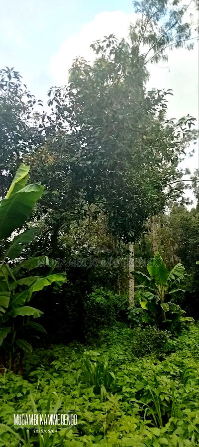 Kairungu Avocados and Muguka Shamba - Image 7