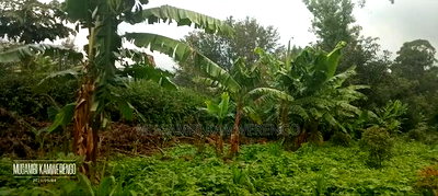 Kairungu Avocados and Muguka Shamba - Image 12