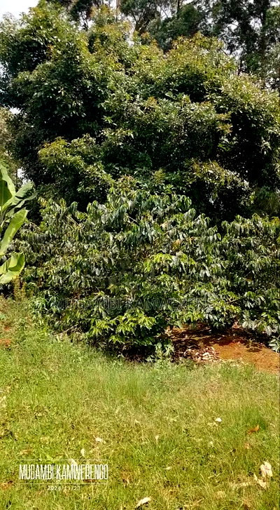 Kairungu Avocados and Muguka Shamba - Image 9
