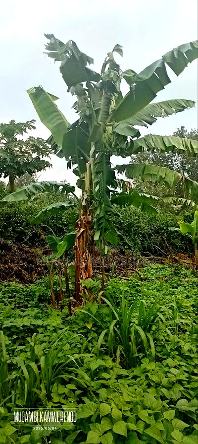 Kairungu Avocados and Muguka Shamba - Image 13