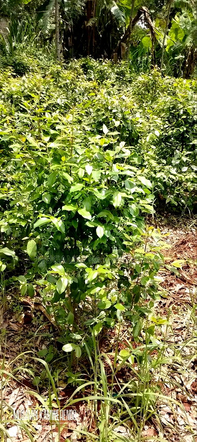 Kairungu Avocados and Muguka Shamba - Image 8