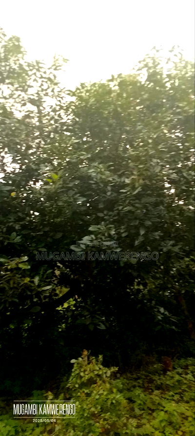 Kairungu Avocados and Muguka Shamba - Image 3