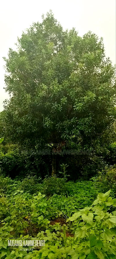 Kairungu Avocados and Muguka Shamba - Image 11