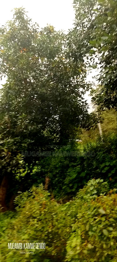 Kairungu Avocados and Muguka Shamba - Image 4