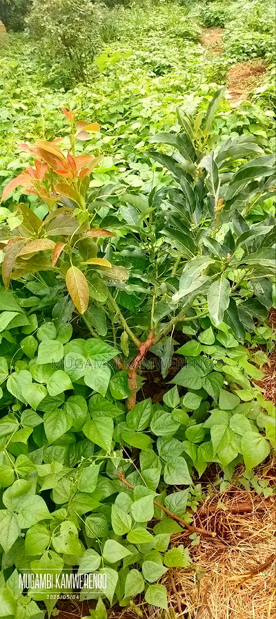 Kairungu Avocados and Muguka Shamba - Image 10