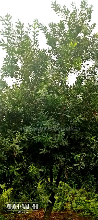 Kairungu Avocados and Muguka Shamba - Image 1