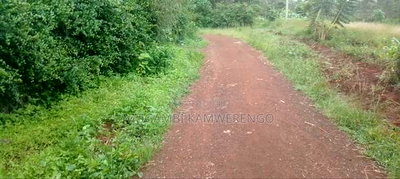 Kairungu Avocados and Muguka Shamba - Image 15